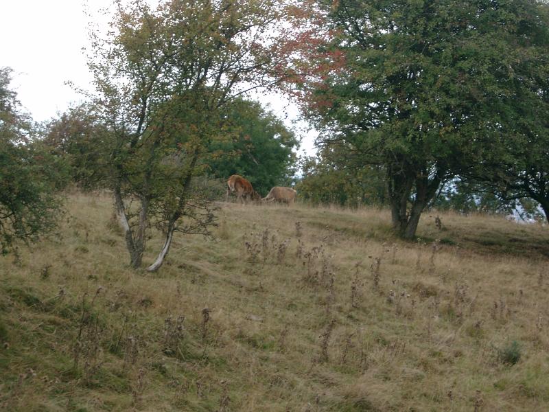 IMGP1171